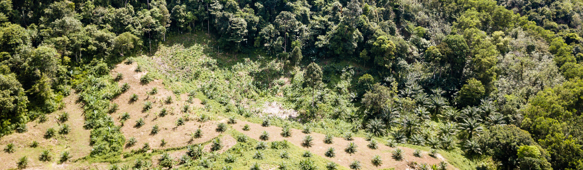 Engagement in the palm oil sector