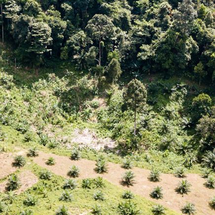 Engagement in the palm oil sector