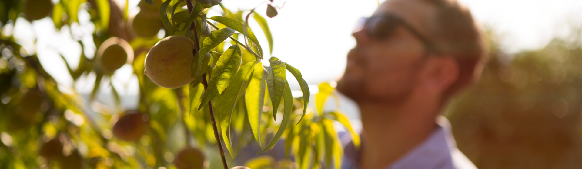 Zwitserleven invests in a greener Netherlands