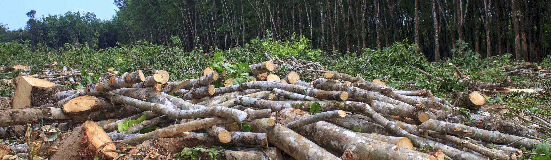 We gaan in gesprek om ontbossing tegen te gaan.