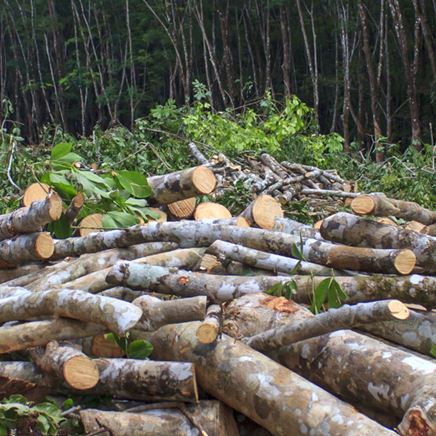 Engaging to counter deforestation.