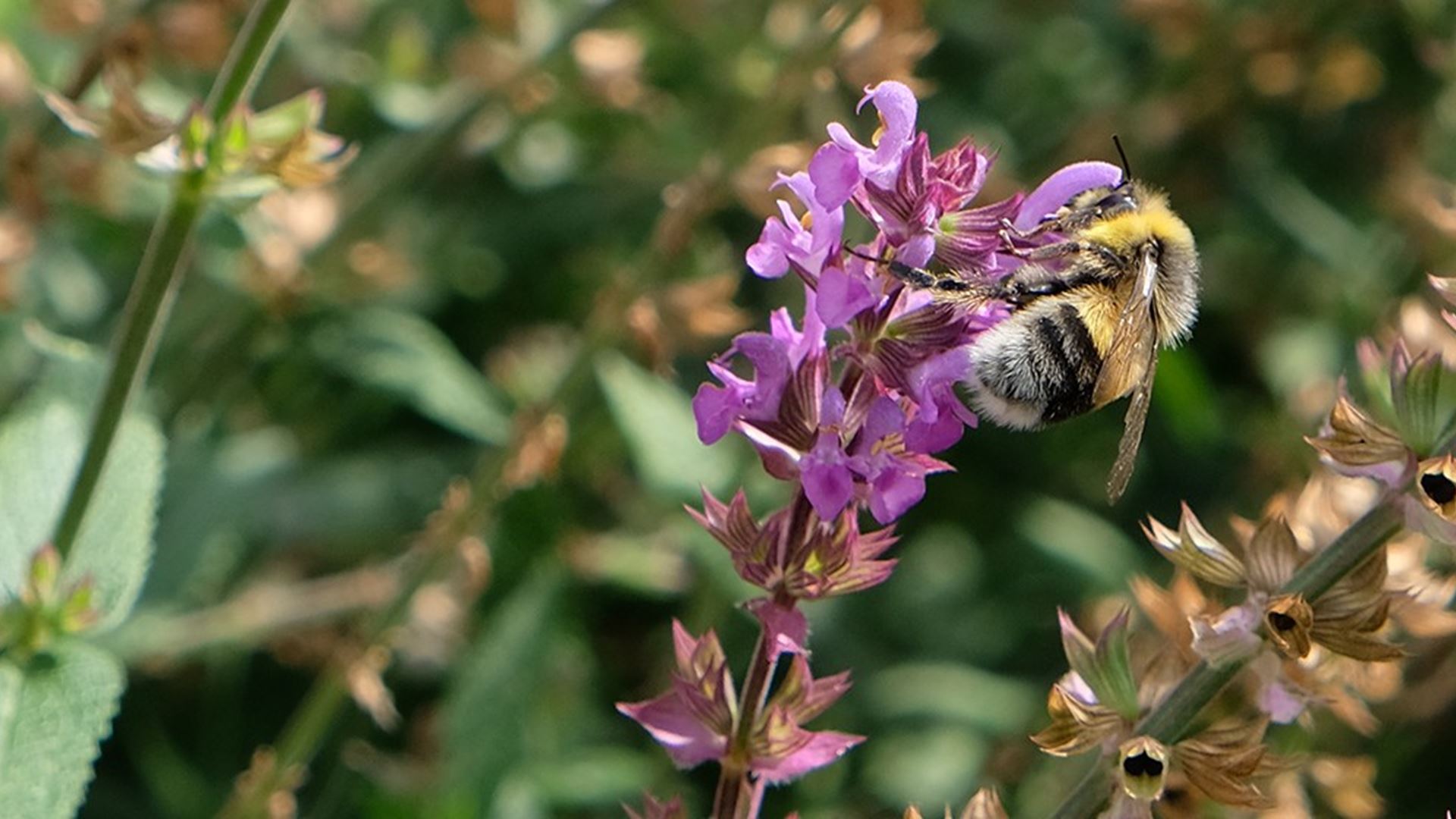 Bijenkolonies in de tuin van Zwitserleven-second-banner