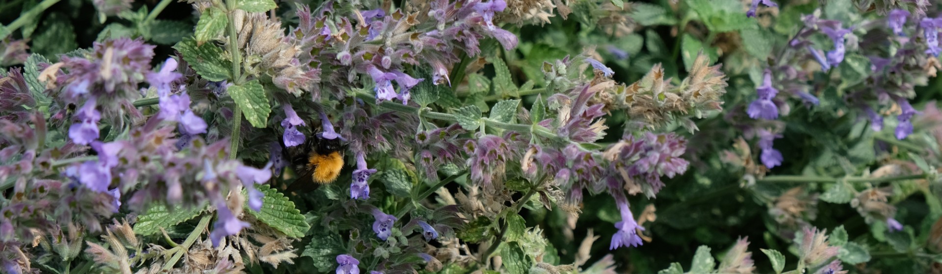 Bijenkolonies in de tuin van Zwitserleven
