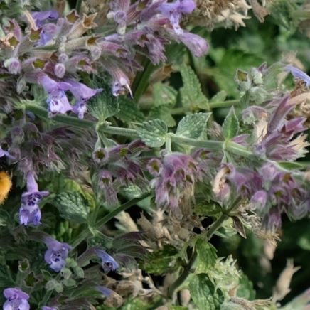 Hoe gaat het met de bijen en bomen van Zwitserleven?