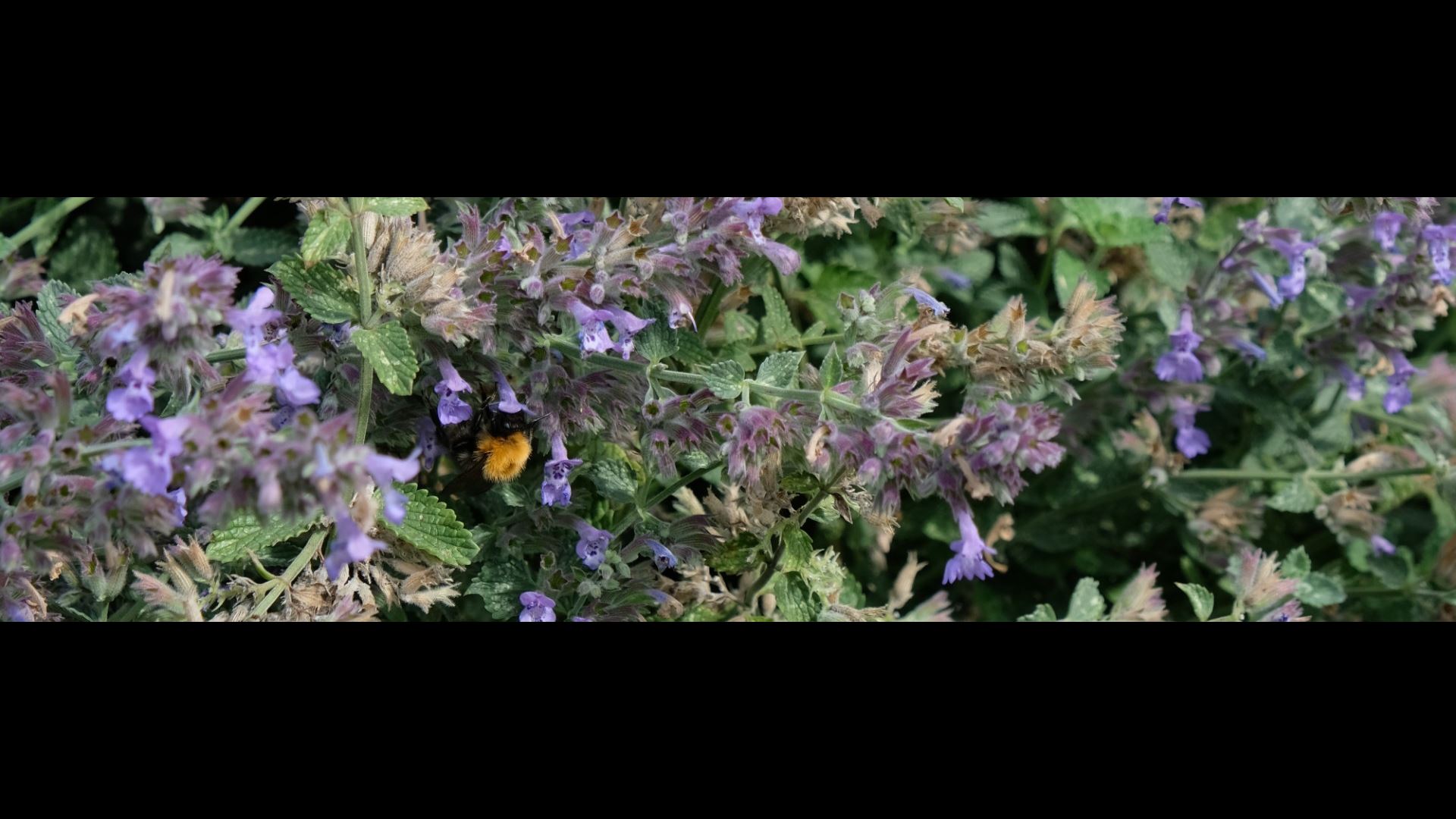 Bijenkolonies in de tuin van Zwitserleven