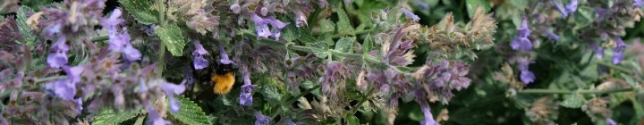 Bijenkolonies in de tuin van Zwitserleven