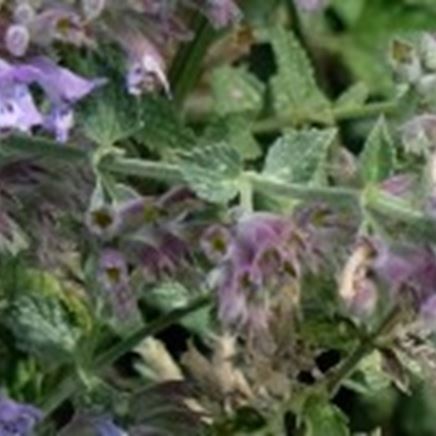 Bijenkolonies in de tuin van Zwitserleven