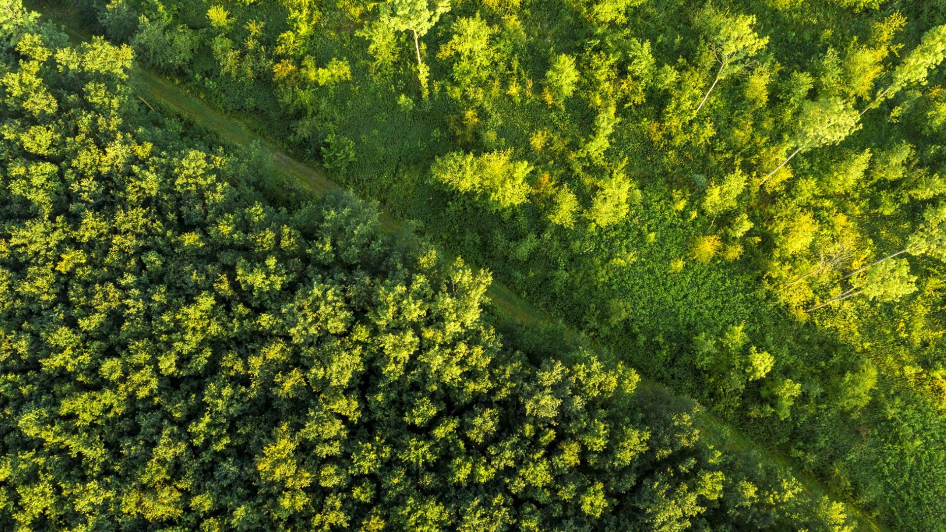 Zwitserleven gaat 2000 bomen aanplanten.-second-banner