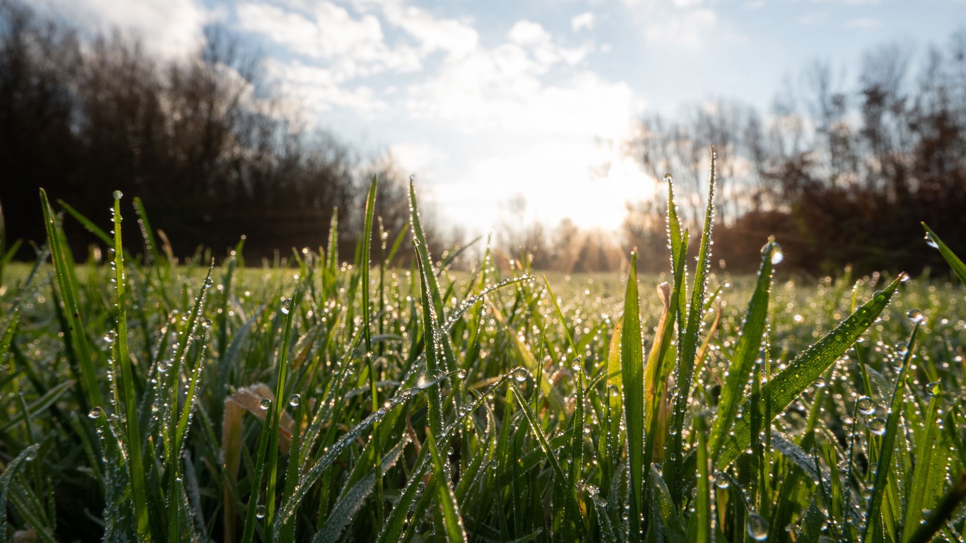 Dauw druppels op gras met zon