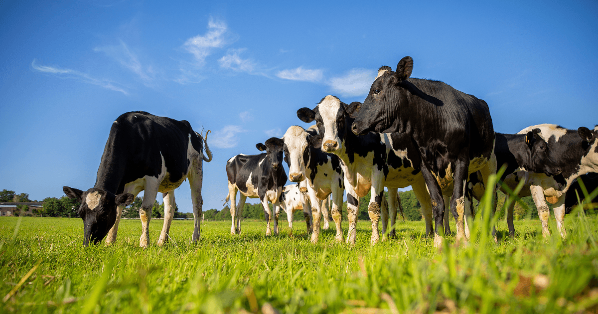 Pensioenfonds Campina opts for a buy-out by Zwitserleven.