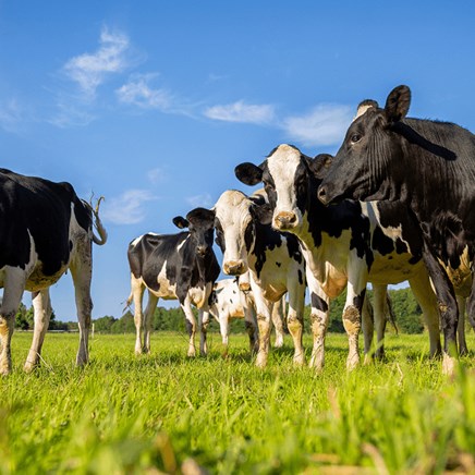 Pensioenfonds Campina opts for a buy-out by Zwitserleven.