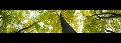 How sustainable and responsible does the fund invest?