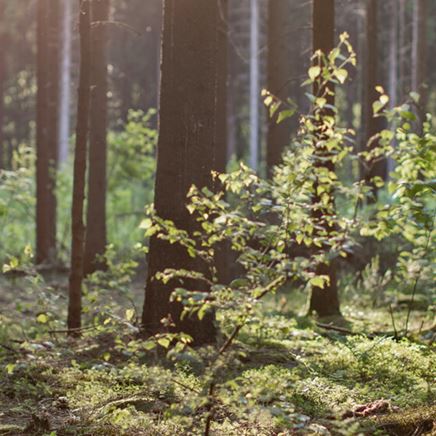 Sustainable or greenwashed?