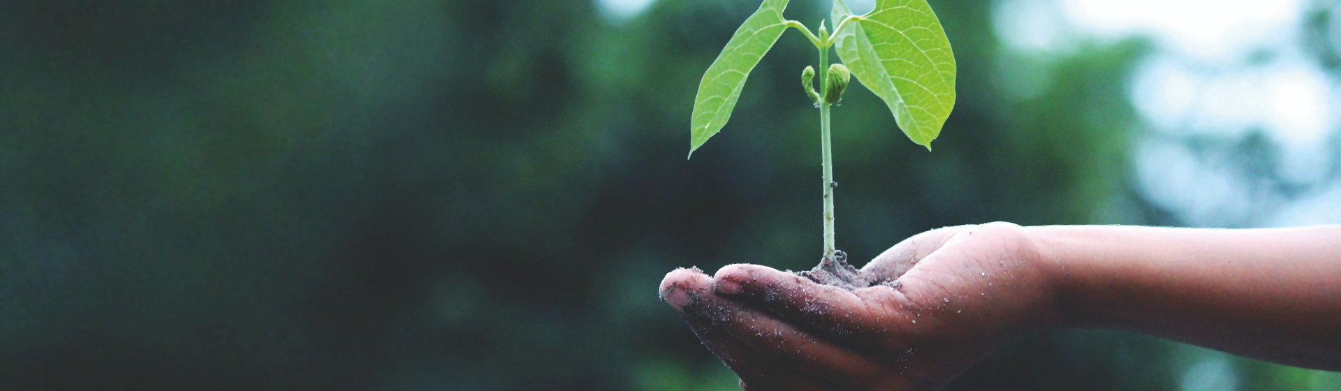 Zwitserleven verdubbelt donaties aan Trees for All