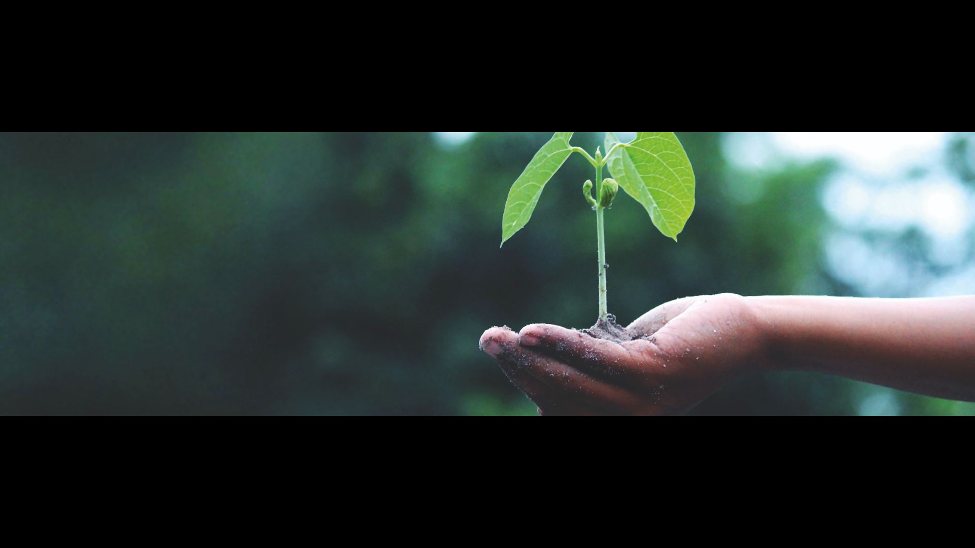 Zwitserleven verdubbelt donaties aan Trees for All