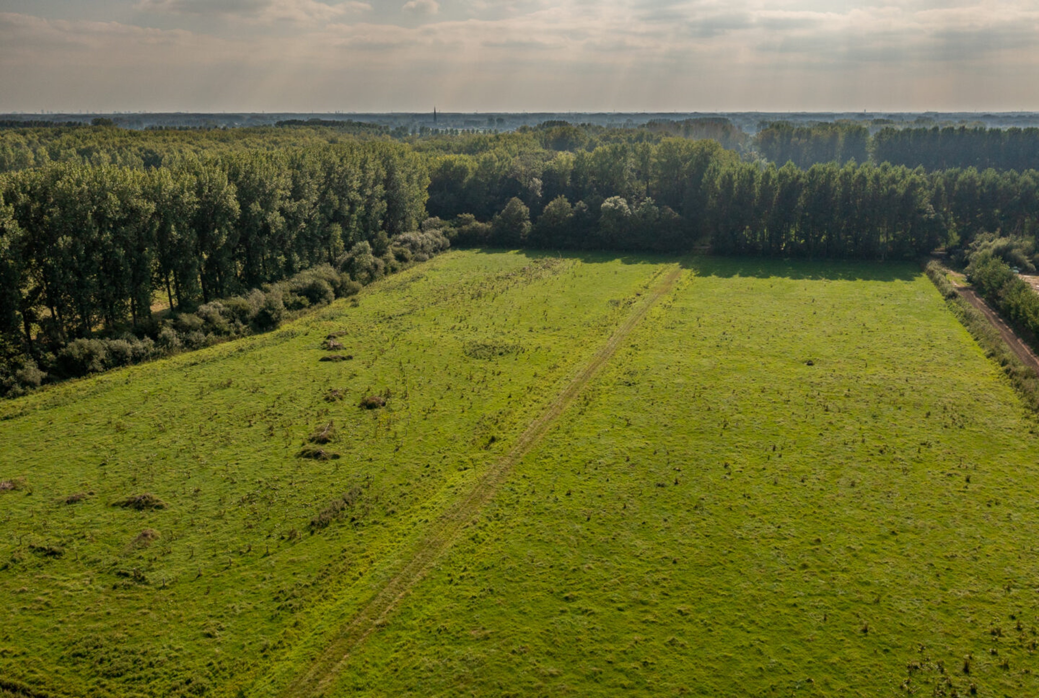 Open veld met nieuwe bomen