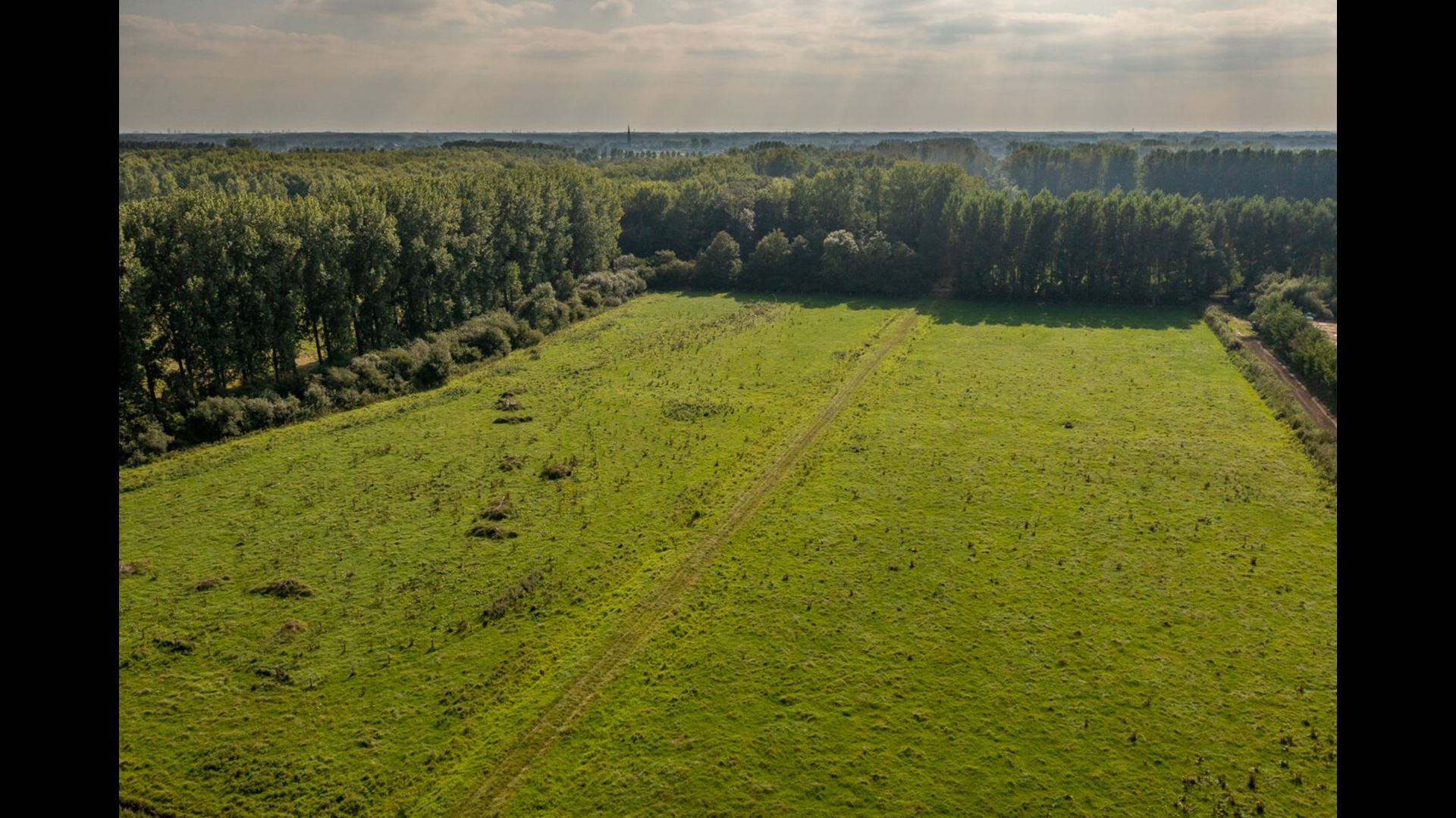 Open veld met nieuwe bomen